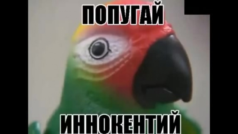 Иннокентий porn video – Попугай иннокентий