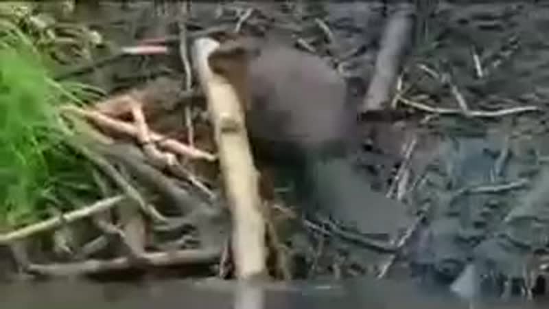 Бобёр строит плотину,j,`h cnhjbn gkjnbye,j,`h cnhjbn gkjnbye,j,`h cnhjbn gkjnbye