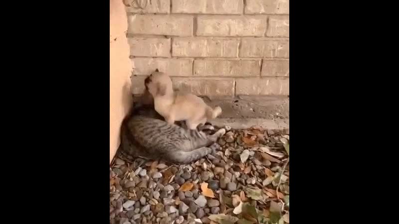 Дружелюбный песик