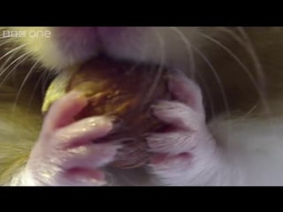 Inside a hamsters cheeks pets wild at heart episode 1 preview bbc one