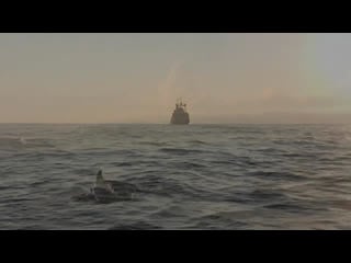 Black sea bottlenose dolphins (tursiops truncatus)