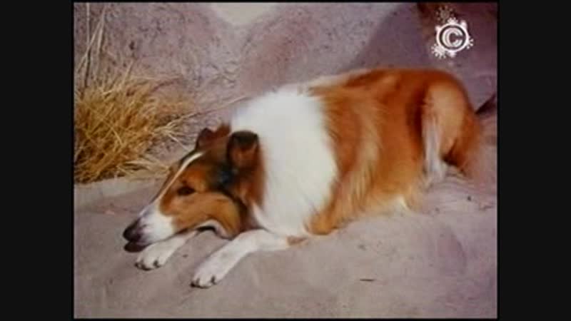 03 лесси творит чудо / lassies interlude