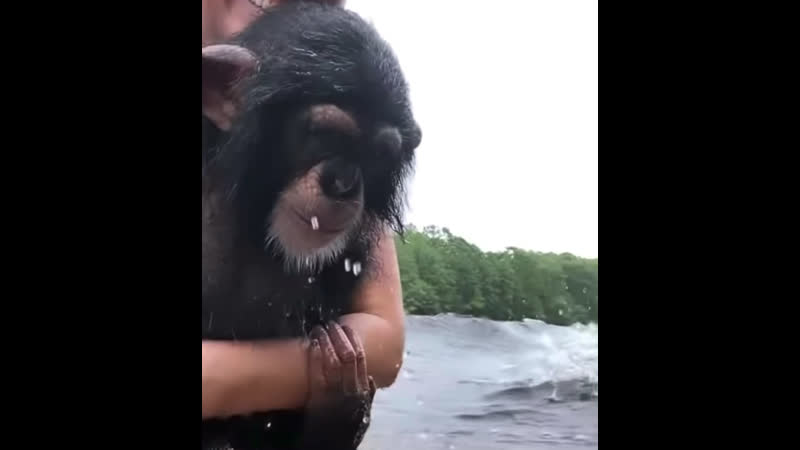 Monke swim