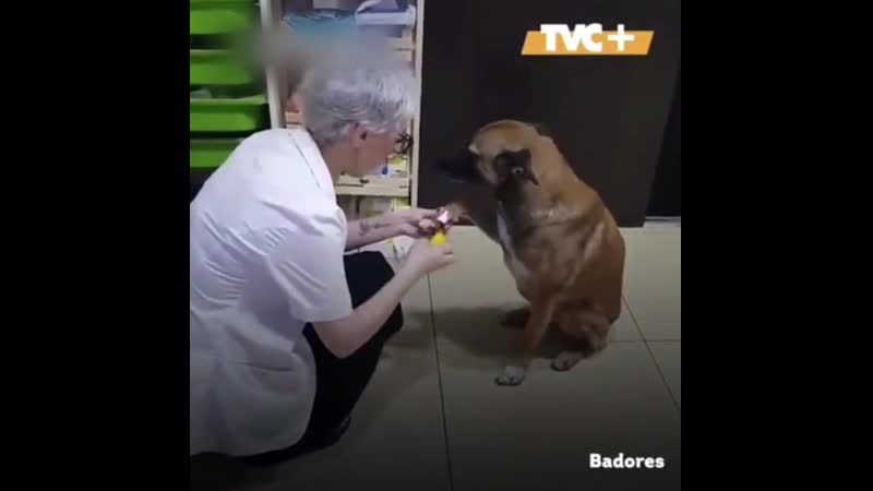 Раненый песик зашел в аптеку ))))))))