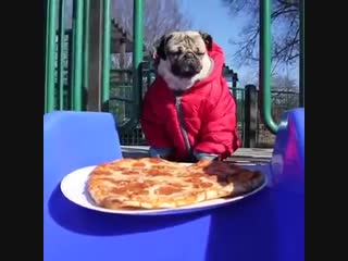 Pugs, love and pizza!