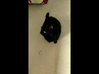 My roommates cat, june loves it when you say her name *unmute*