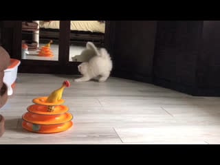 Kalani john snow, помёт "j", д/р