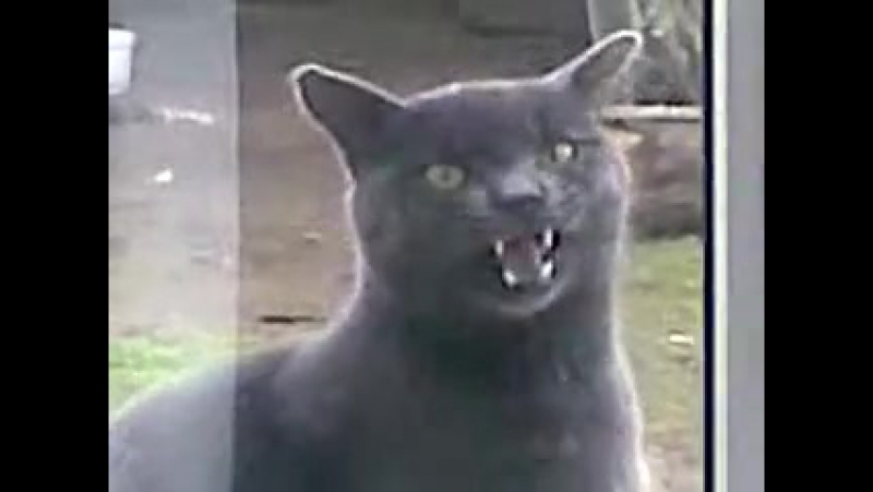 Прикол с котом ^ ^