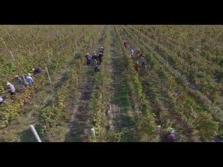 Видео от винодельня вазиани / vaziani winery