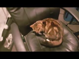 Blocker hostile fauna credit goes to james mouat and his cat overlord! link to