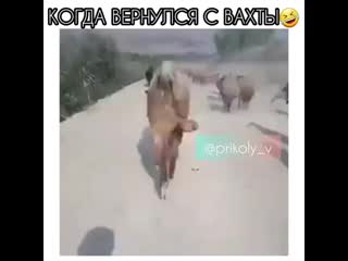 Prikoly v 20191226 15 mp4