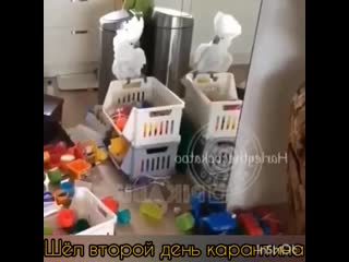 Самоизоляция это не отдых