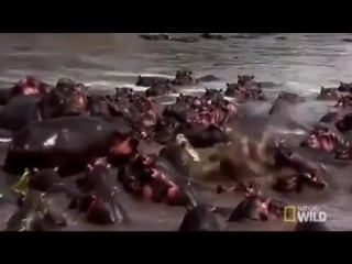 Croc swims into a herd of hippos (sound on)