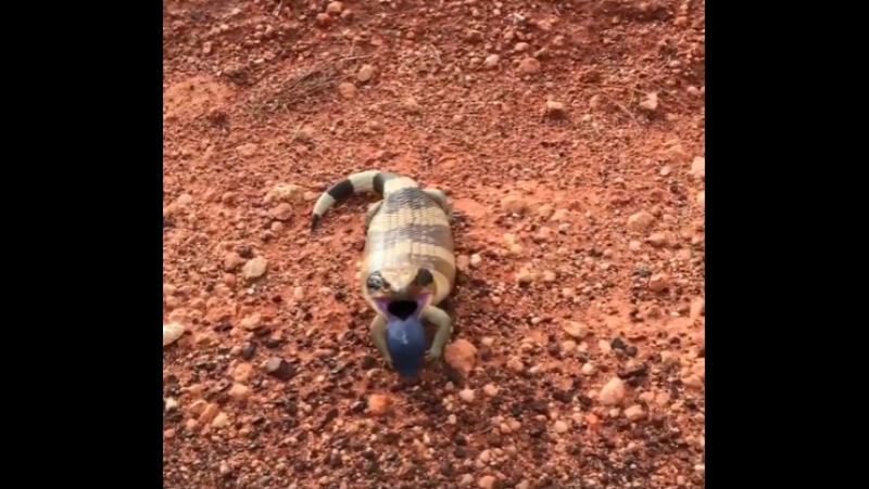 Синеязыкий сцинк показывает свою защитную реакцию