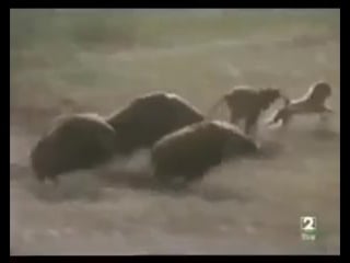 Cazando jabalíes con babuinos ⁄ hunting wild boar using monkeys