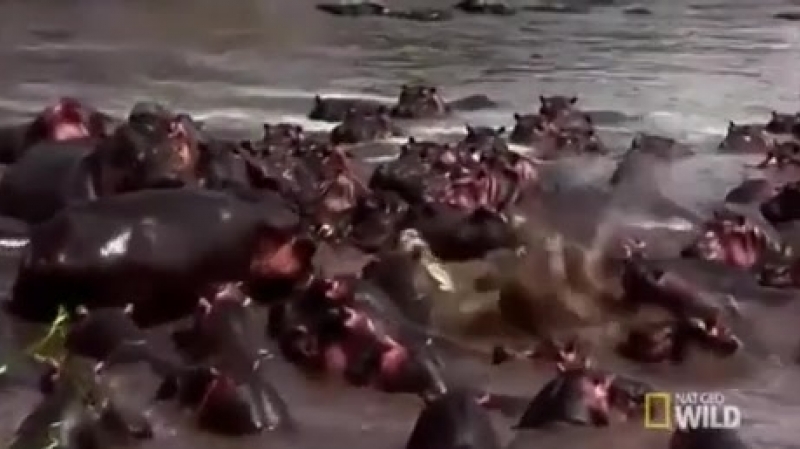 Croc swims into a herd of hippos (sound on)