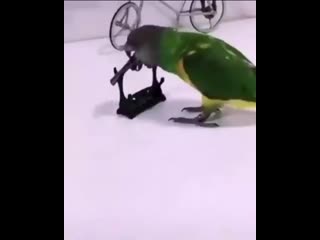 This has really made my day! joy dm for credit aviary parrots birds birbs ( 937 x 750 ) mp4