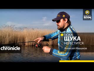 Пока щука нерестится а ивашков anglers chronicle