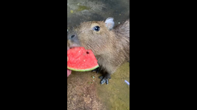 Капибара кушает