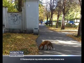 Дикое соседство