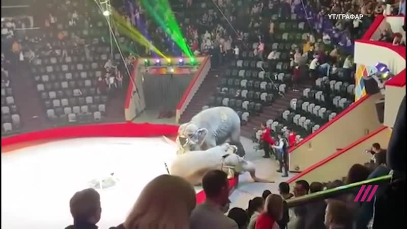 Драка слонов в казанском цирке