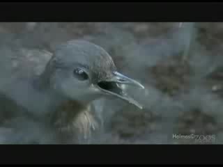 Lyre bird