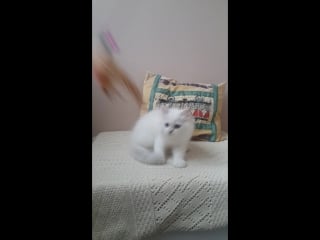 Elfina пушистый хвостик