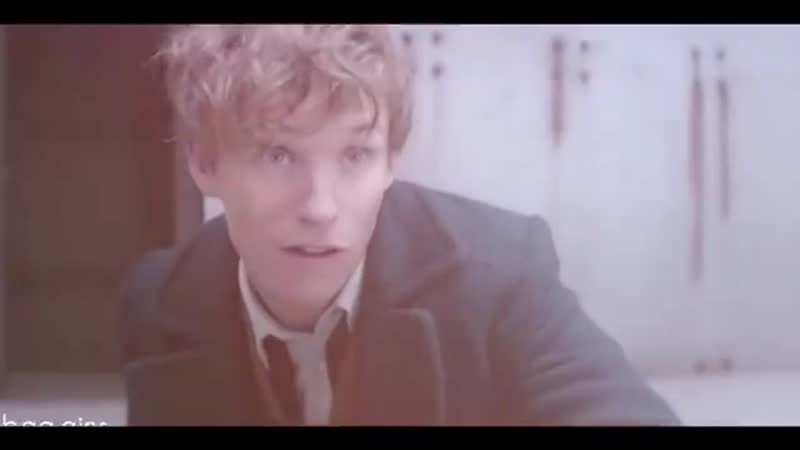 Fantastic beasts vine ▸ newt scamander x tina goldstein ▸ newtina