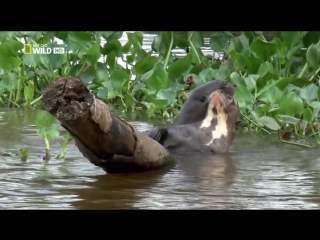 E03 pantanal uncut