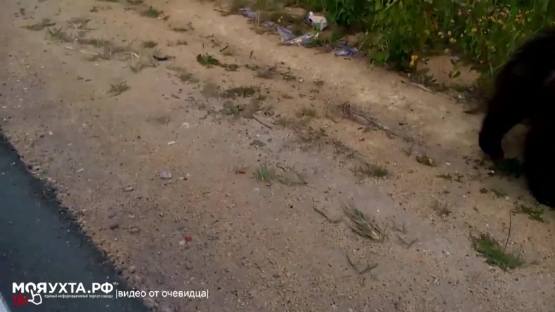 Медвежата начинают кидаться на людей! 4 июля15 мояухта рф