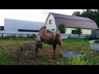 Осел и верблюд