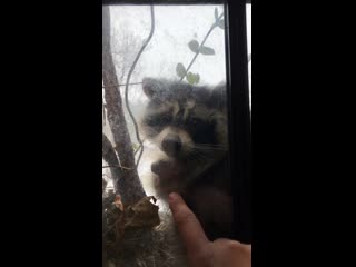 There’s a raccoon that always chills on a window sill at my work we bonded today ~