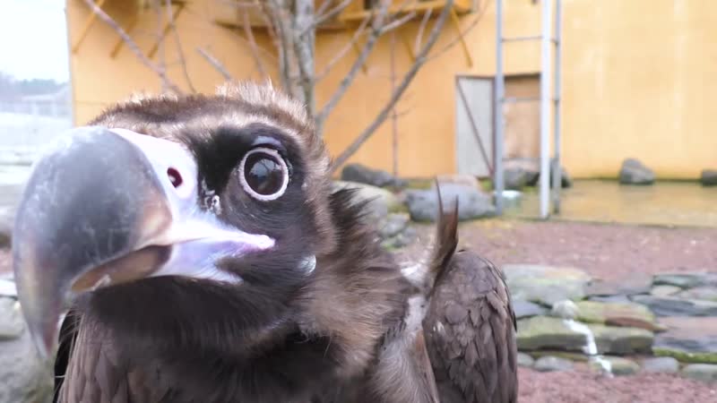 Черный гриф и снежный гриф