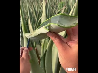 Cutting aloe vera leaf