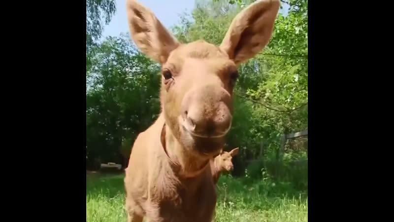 Лосиная ферма в костромской области