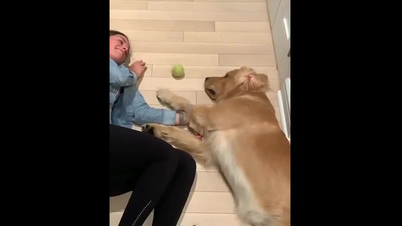 Whеn yоu want tо play fеtсh but yоu'rе kinda tirеd