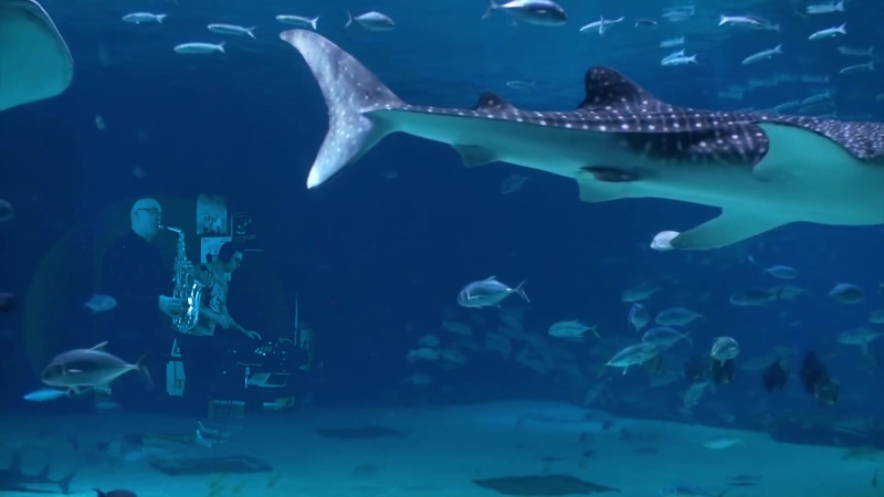 Syntheticsax and dj sandr играют в аквариуме