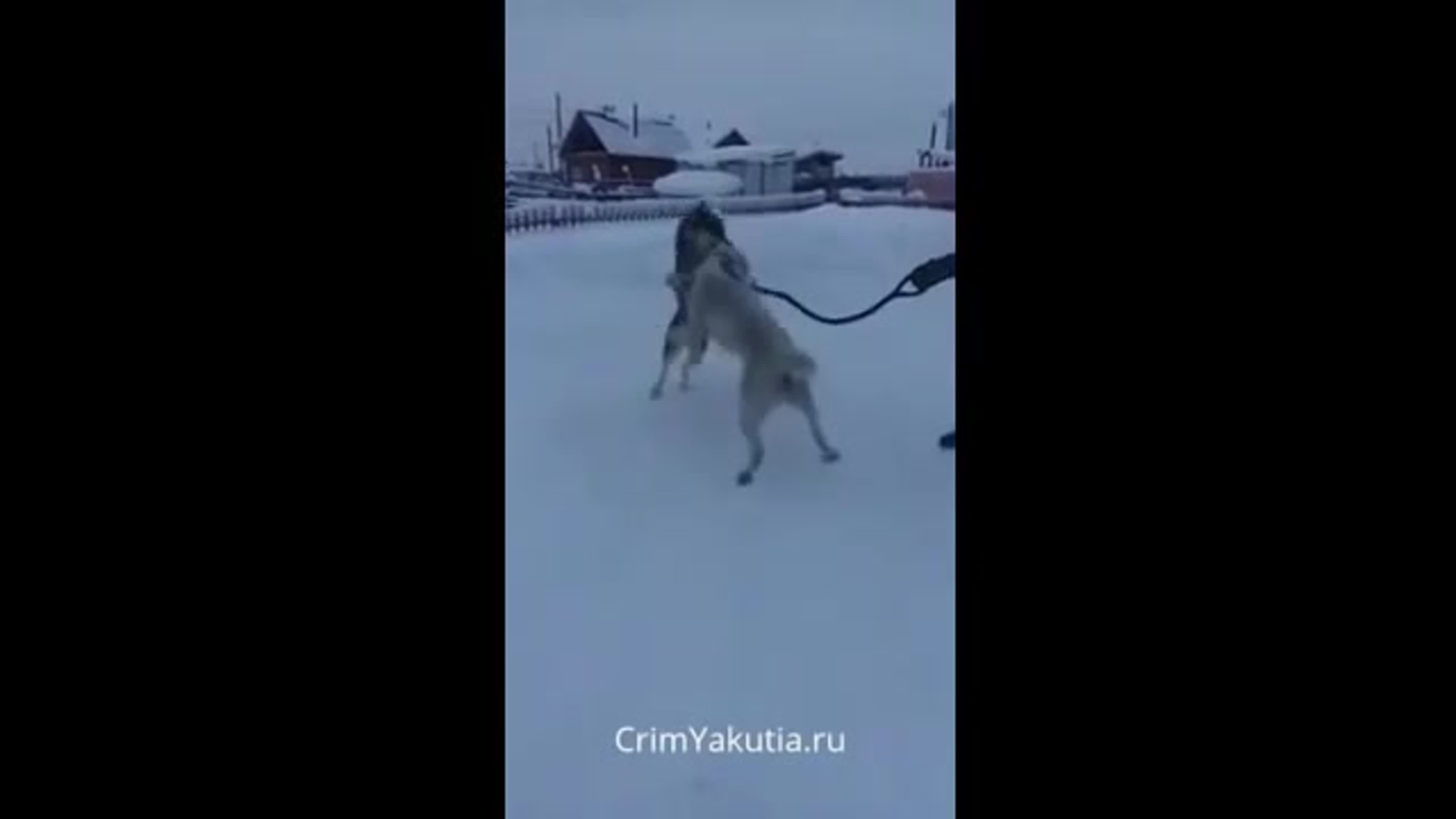 хентай girl dog 