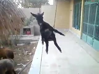 Осел кайфует (вок)