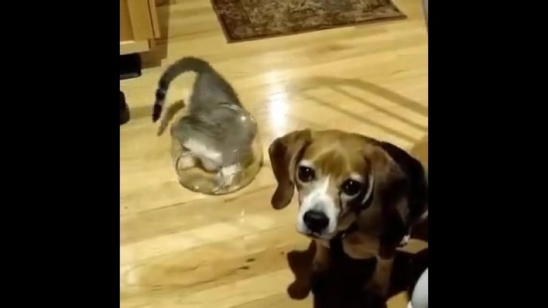 Хозяин, у тебя тут пушистый чокнулся