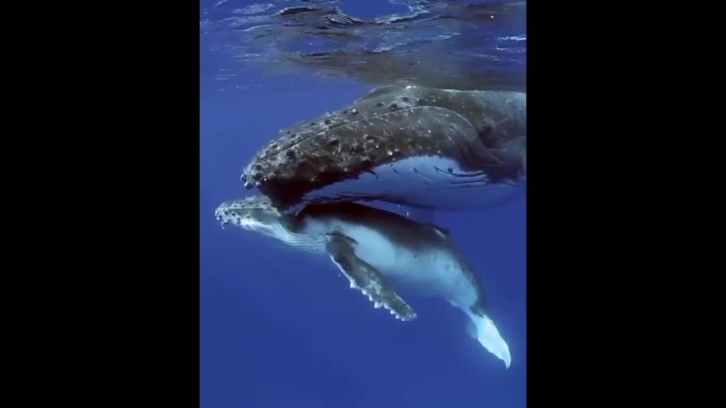 Горбатый кит и детеныш