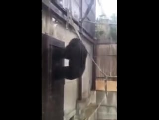 Коли хочеш срать, а там зайнято