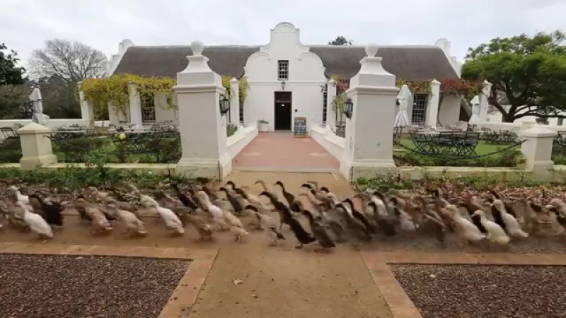 Более тысячи нанятых уток в южной африке идут на виноградник есть улиток