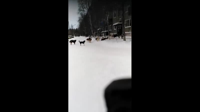 Опасные молодые в печоре