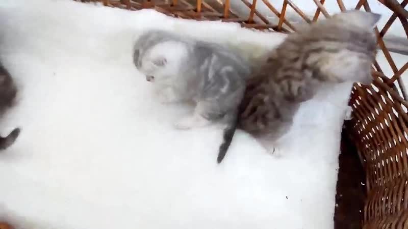 Video by svetlana salimova