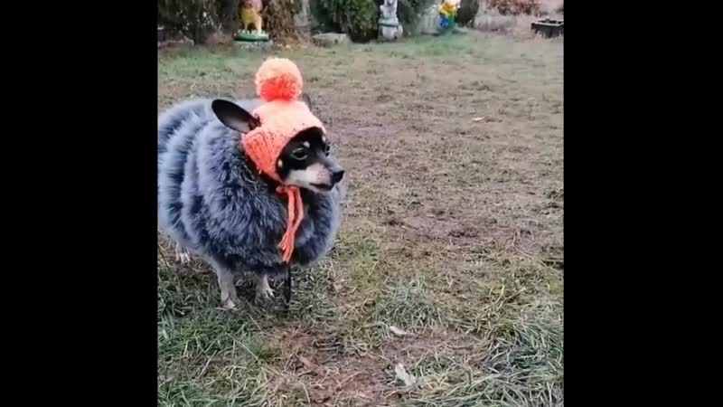 Городская в деревню приехала