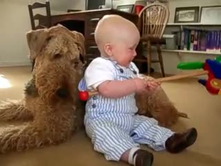 Ребёнок 9 мес играет с эрдельтерьерами /ptolemy, 9 months old plays with his buddies molly and gertrude, airedale terriers