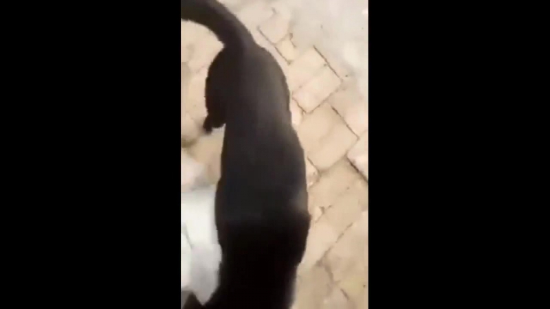 Настоящая пацанская разборка