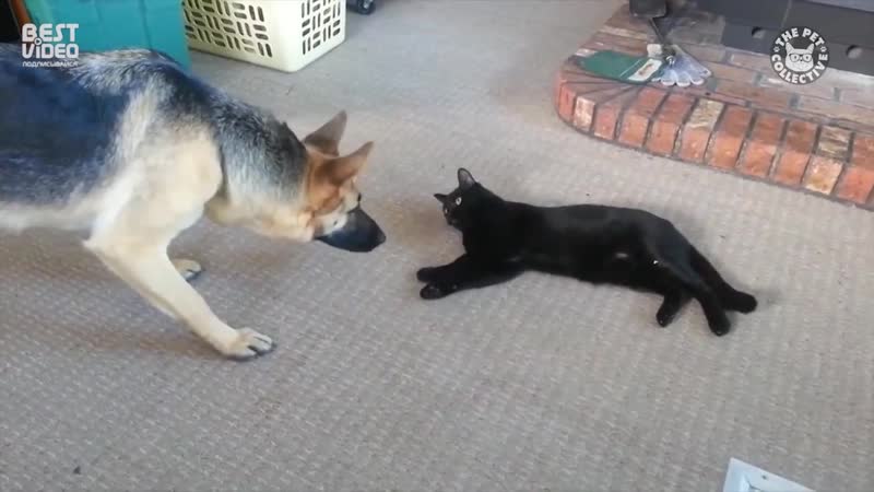 Женские хитрости черные кошки