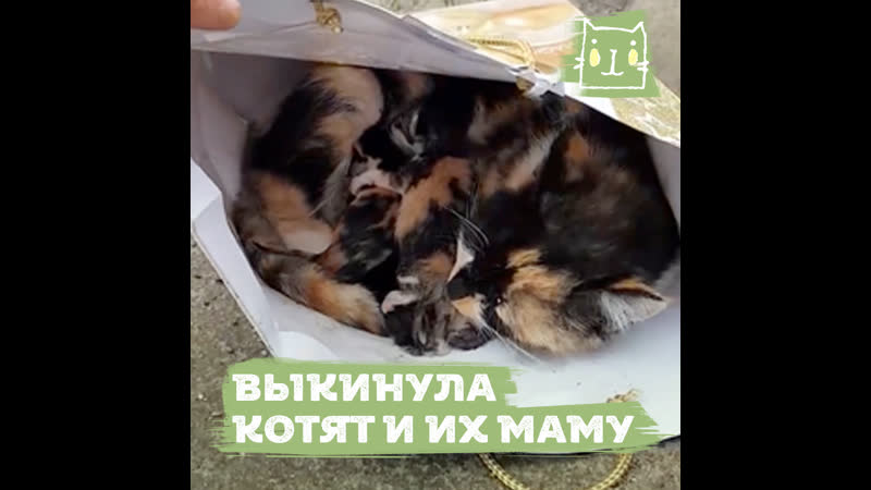 Женщина выкинула кошку вместе с котятами в пакете и уехала